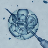 Imagen de unos embriones.
